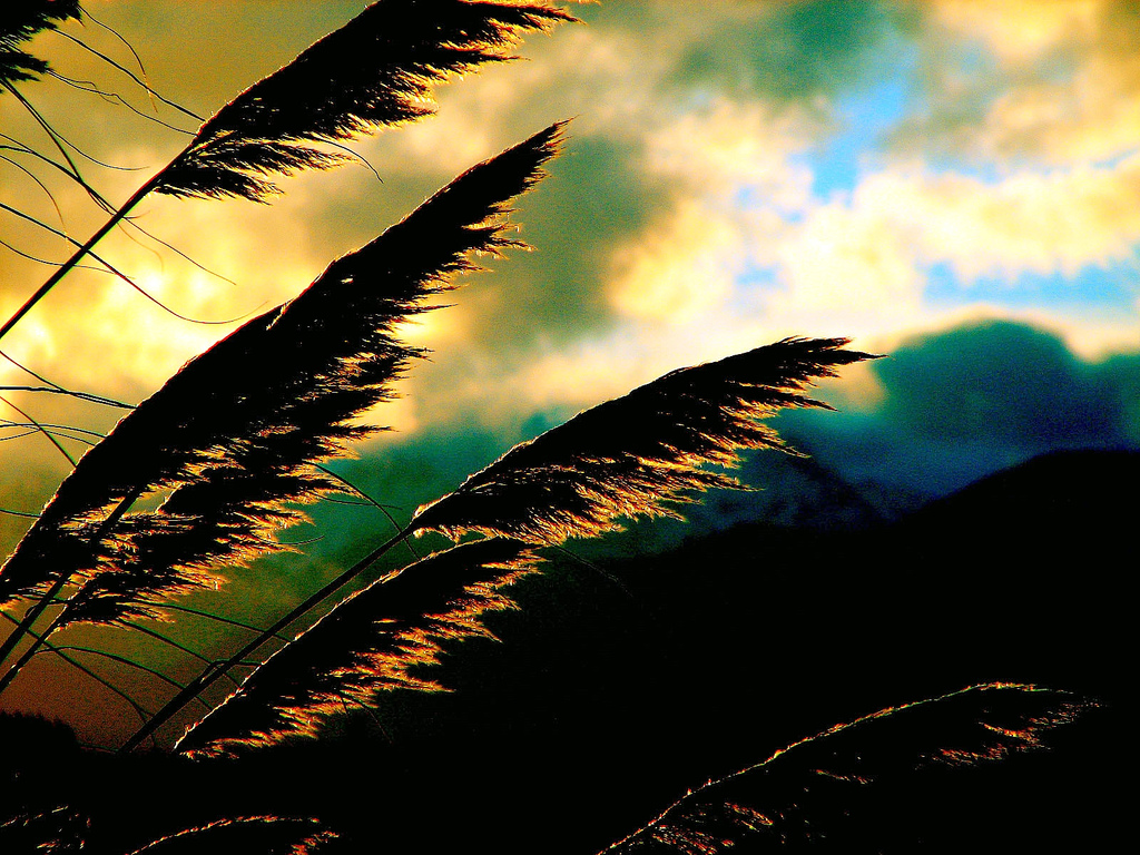 A Parable of Grit, and Hope