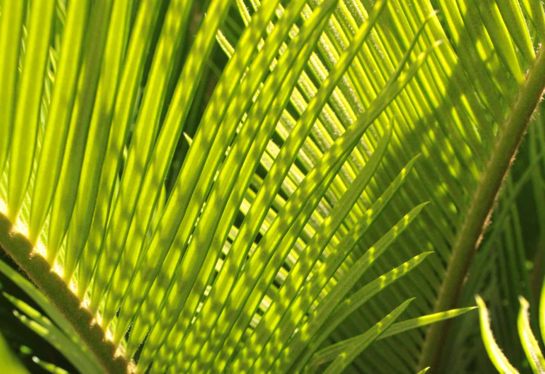 Salvation all the while: Palm Sunday according to Luke