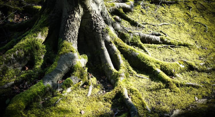 Green tree roots - Root of Jesse