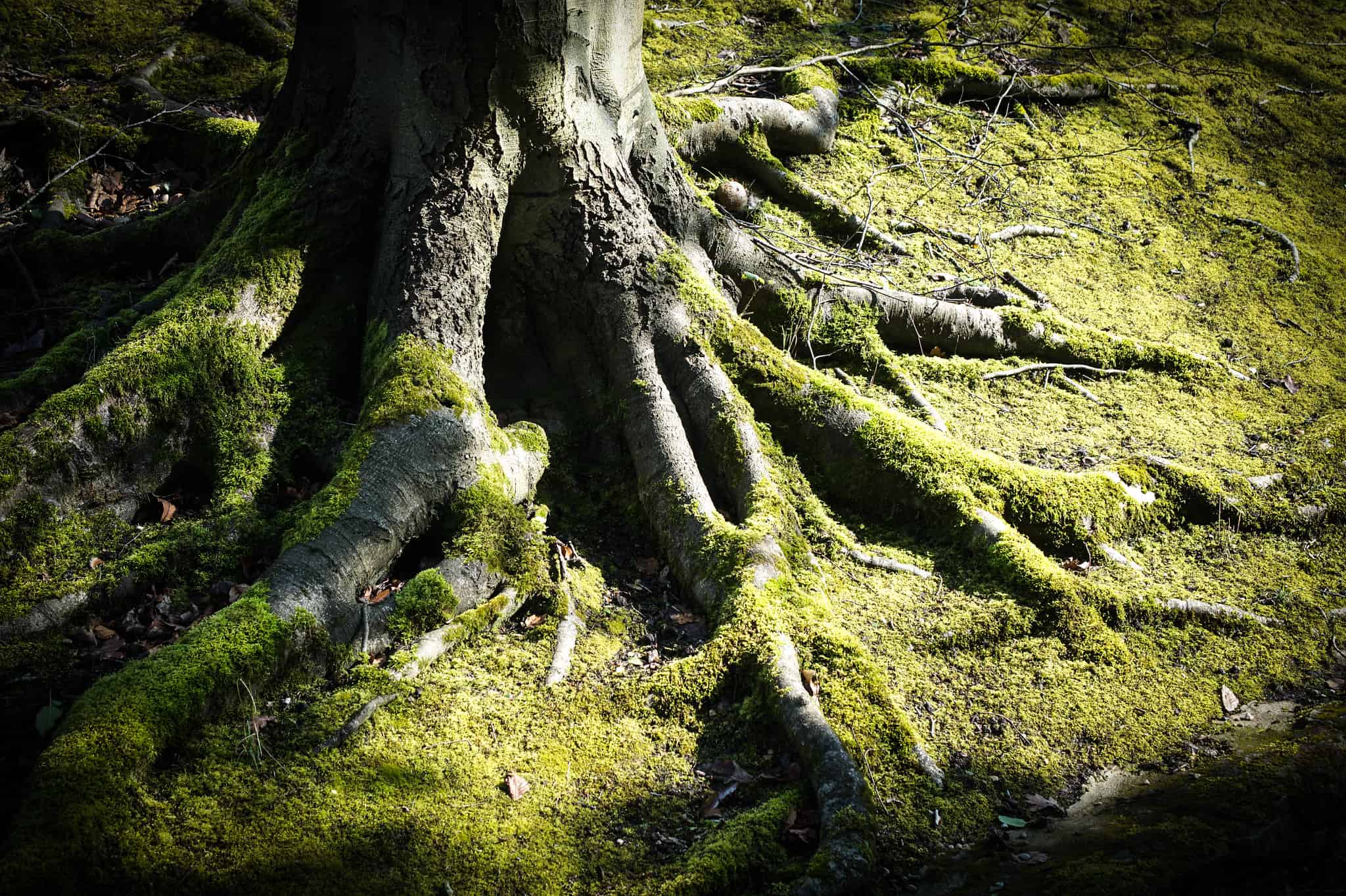 Holding tension with the Root of Jesse (Isaiah 11)